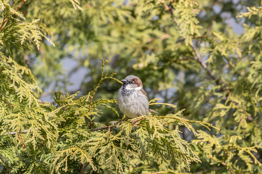 Unveiling a World of Feathers